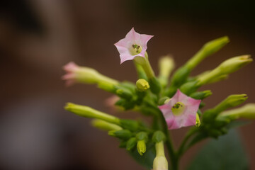 Flowers in the morning sun with pink and white and green petals