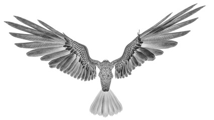 american bald eagle is hunting down in white background top rear up view