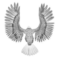 Fototapeta premium american bald eagle is landing in white background top rear view