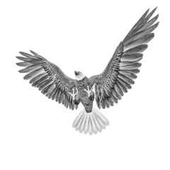 american bald eagle is ready to grab in white background
