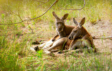 Kangaroo on a sunny green meadow