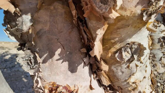 Close-up of aromatic resin of the Frankincense Tree, a centuries-old symbol of Oman's cultural heritage and trade legacy. Wadi Dawkah Natural Park.