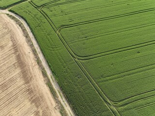 Symetrisch angebaute Felder durch Bauern im Sommer in Rheinland-Pfalz