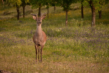 Young deer, Monfragüe National Park, Cáceres, Extremadura, Spain