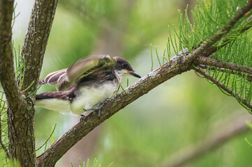 Closeup of an Eastern kingbird.