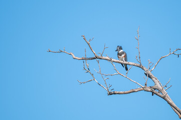 Belted kingfisher.