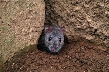 岩穴から顔を出したネズミ
