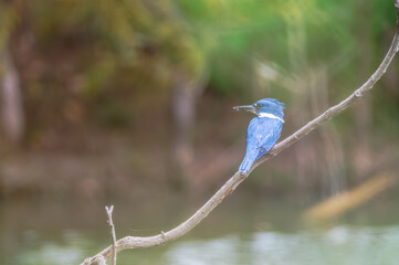 Belted kingfisher.