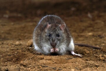 両手でエサを持ち食べるネズミ