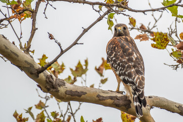 Closeup of a red-tailed hawk.