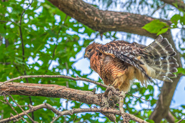 Closeup of a red-tailed hawk.