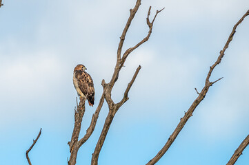 Closeup of a red-tailed hawk.