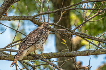 Closeup of a red-tailed hawk.