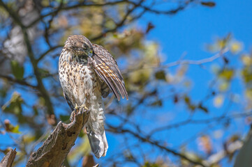 Closeup of a red-tailed hawk.