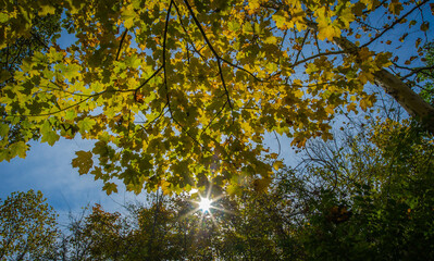 Sycamore park beautiful fall leaves