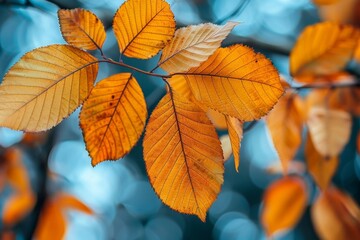 Obraz premium Autumn Leaves on a Branch in a Forest