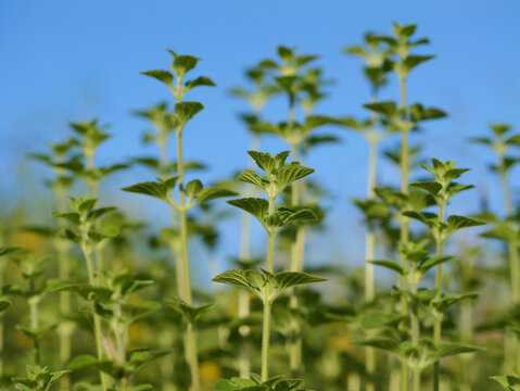 close up of a fresh mint with blue sky