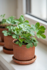 Small Strawberry Fragaria seedlings in clay pots on windowsill at home, soft focus, closeup. Hobby, indoor gardening, growing fruits from seed concept