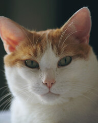 close up of a cat looking at camera