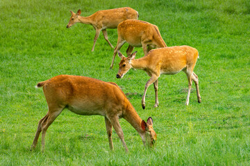 Herd of roe deer on a sunny meadow