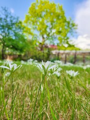 A serene meadow adorned with vibrant white blossoms under a sunlit tree, encapsulating the rejuvenating spirit of spring.