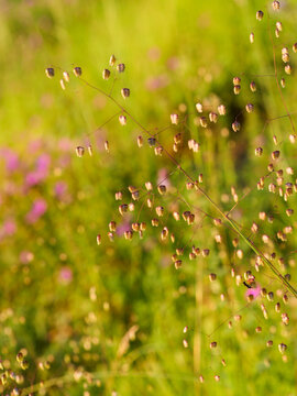 quaking grass on a sunny day with greenish backdrop