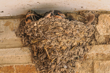 Swallow.