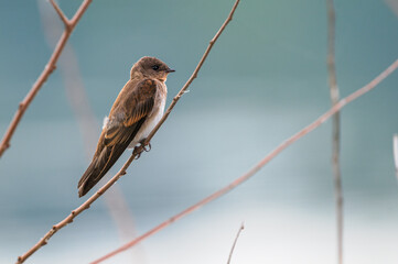 Swallow.