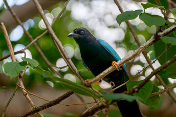 Yucatecan jay in the mexican jungle