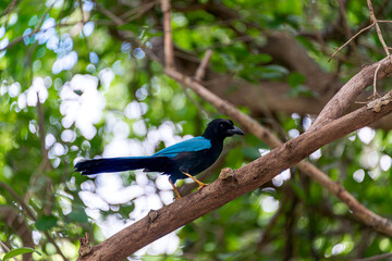 Yucatecan jay in the mexican jungle