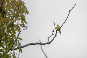 Hummingbird.