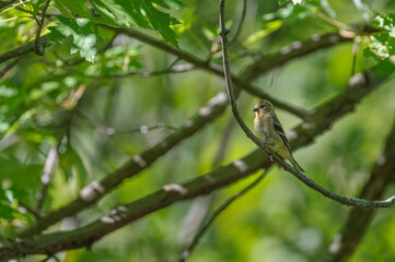 American goldfinch.