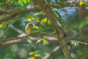 American goldfinch.