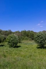 deciduous trees in windy weather in swaying foliage