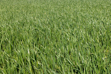 Obraz premium monoculture field with wheat closeup in sunny weather