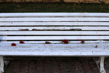 A bench for relaxing in a city park on the seashore.