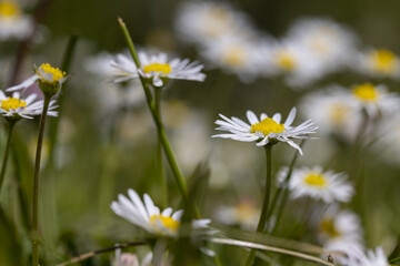 beautiful white flowers on a green grass background