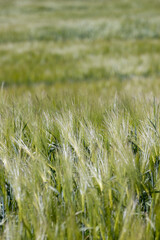 a field with green unripe barley in spring in windy weather