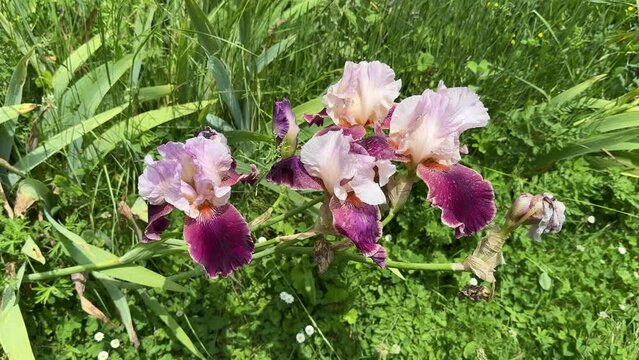 Iris in the garden
