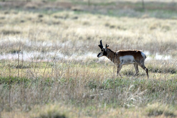 Pronghorn on the prairie at Maxwell National Wildlife Refuge in New Mexico