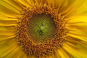 Naklejka premium close up of sunflower