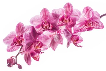 Obraz premium A close-up shot of a pink flower growing on a branch