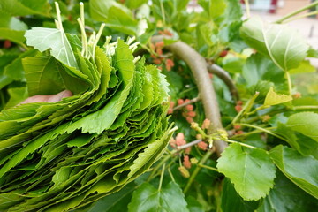 man picking many mulberry leaves from mulberry tree, mulberry tree to feed silkworms