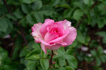 A Rose (Rosa 'Beverly') flower in a garden. United States.