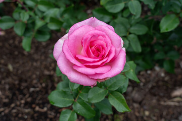 A Rose (Rosa 'Beverly') flower in a garden. United States.