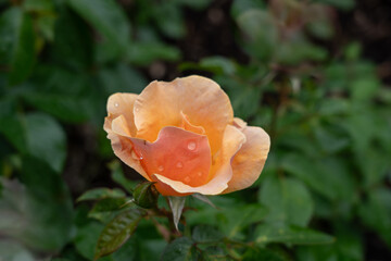 Rose (Rosa 'Honey Nectar')  flowers in a garden. United States. 