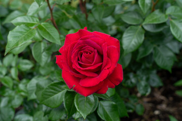 A Stiletto Rose flower in a garden. United States.