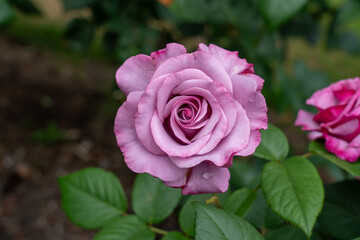 A Neptune Rose flower in a garden. United States.