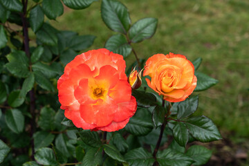 Obraz premium Chihuly Rose flowers in a garden. United States.