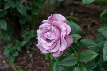 A Neptune Rose flower in a garden. United States.